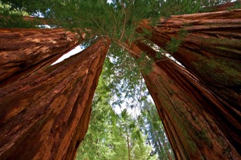  Sequoia National Park, California 